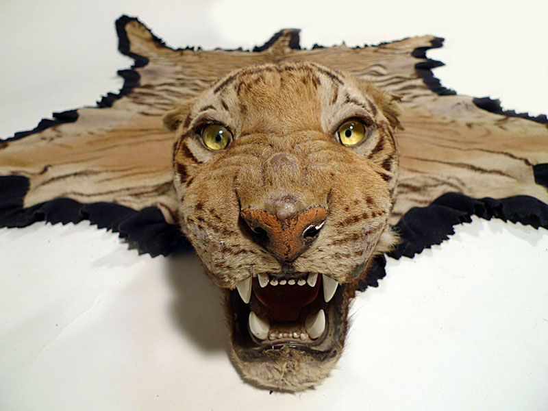 alfombra tigre.orejas por restaurar 37x266x193 (60eu.) 1u